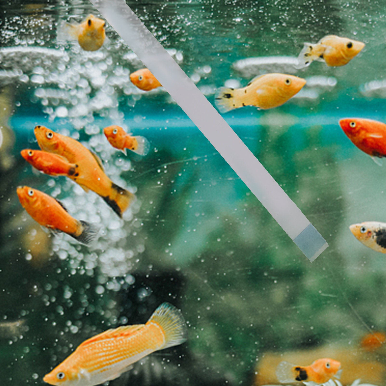 Aquarium Fish Quality - 수영장 테스트 스트립 온수 욕조 스파
