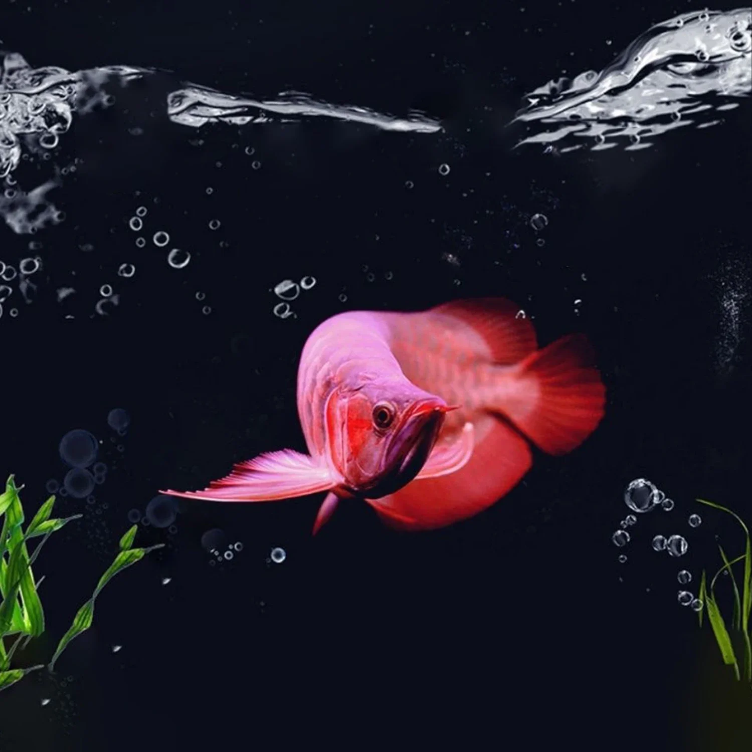 수족관 필터 미디어 활성탄 세라믹 링 250g 수족관  - Aquarium Fish Quality 리뷰 및 가격