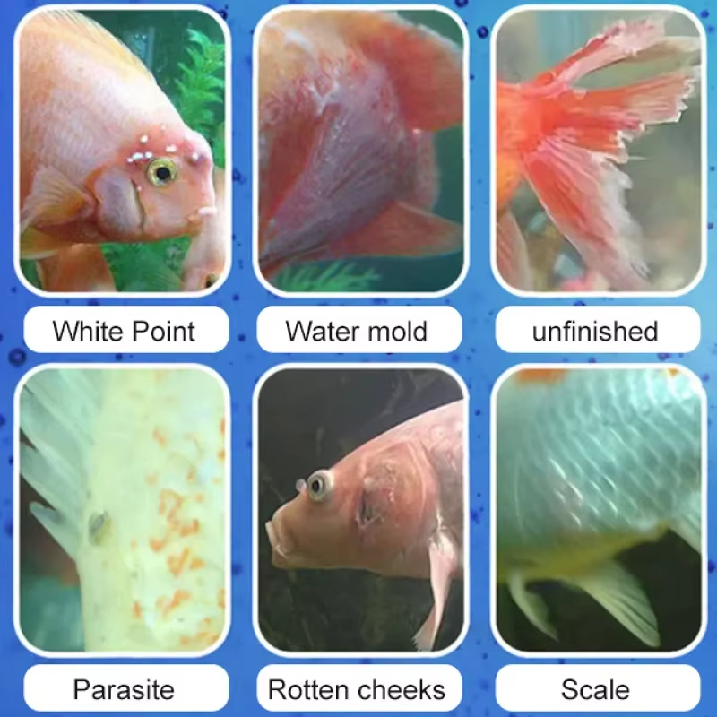 시케잔 어류 질병 치료 및 질소화 세균 |   담수/해 - Aquarium Fish Quality 리뷰 및 가격